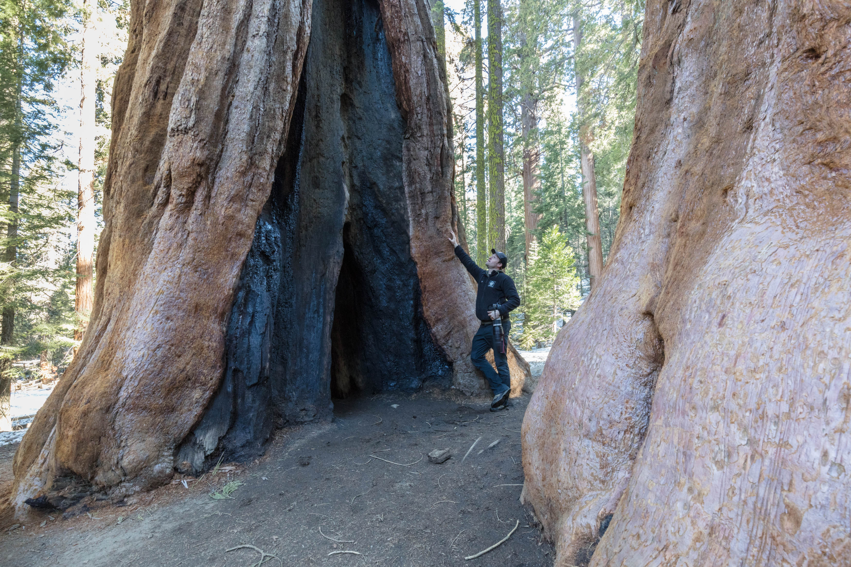 Een boom zo groot dat je de top zelden kan zien: de reuzensequoia ©Iwan Lewylle