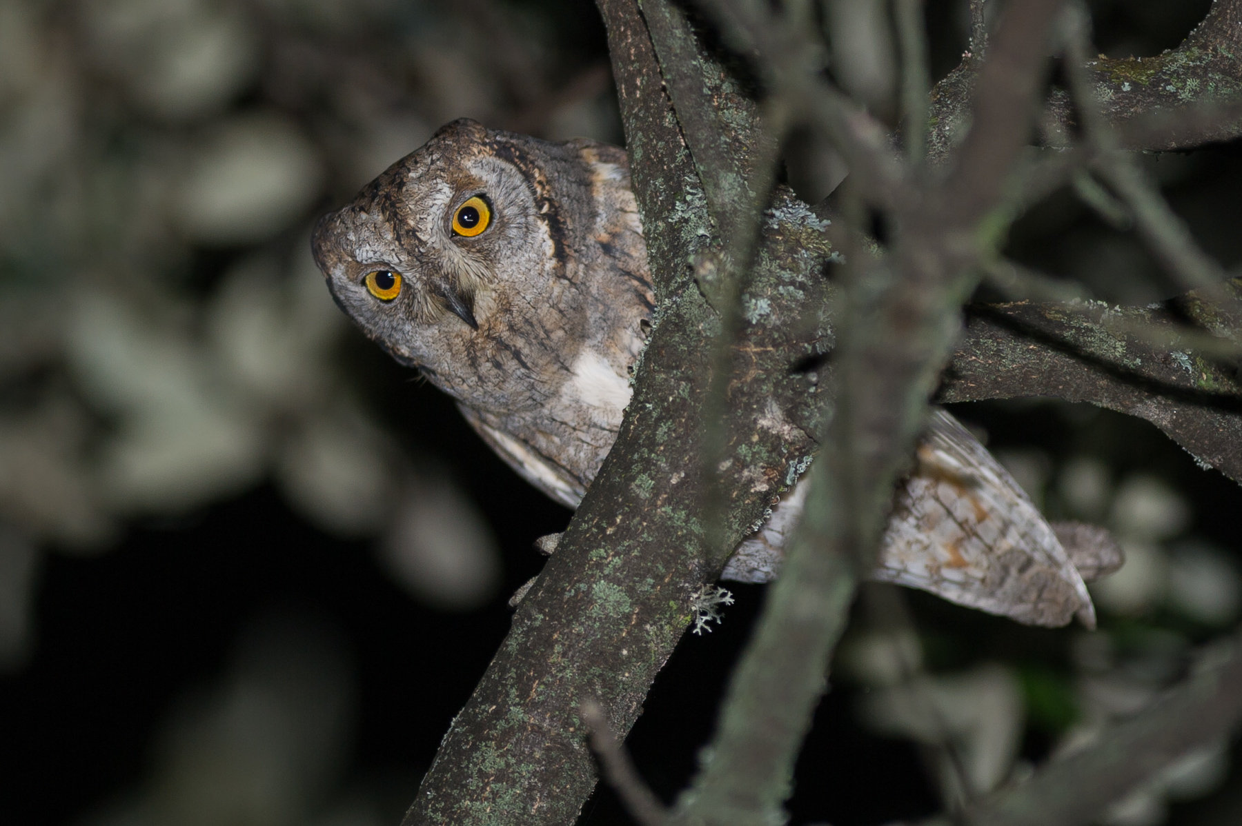 Un petit-duc scops durant une session nocturne