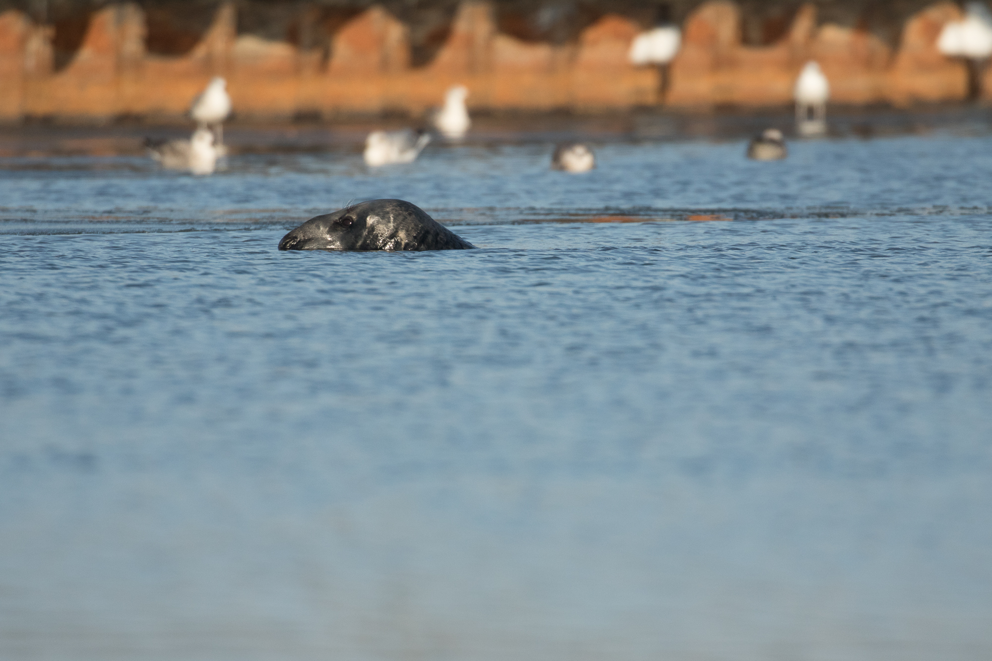 Reisverslag natuurreis Estland: grijze zeehond in de haven.