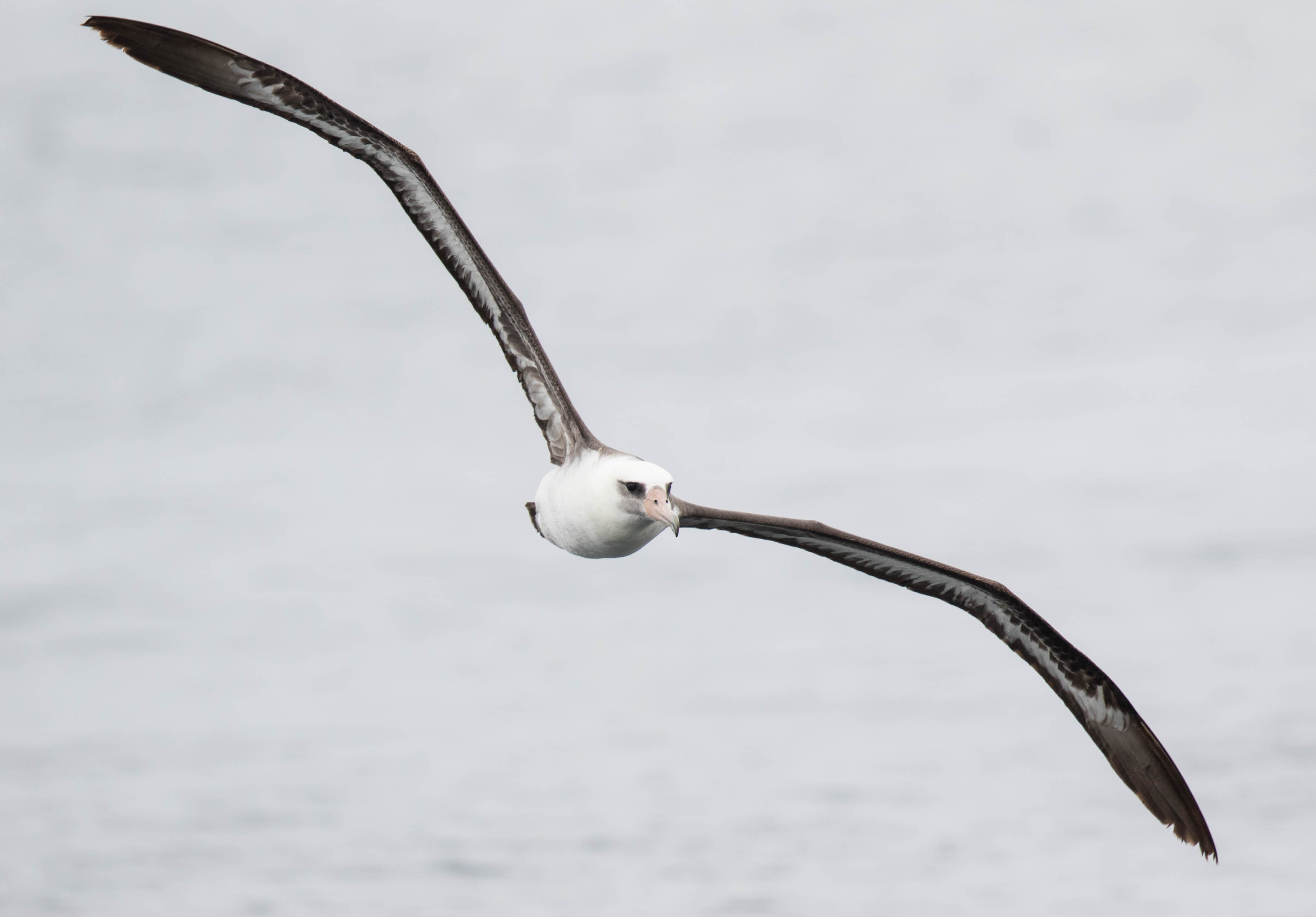 De Laysan Albatross profiteert van de vangsten van de orka's ©Iwan Lewylle