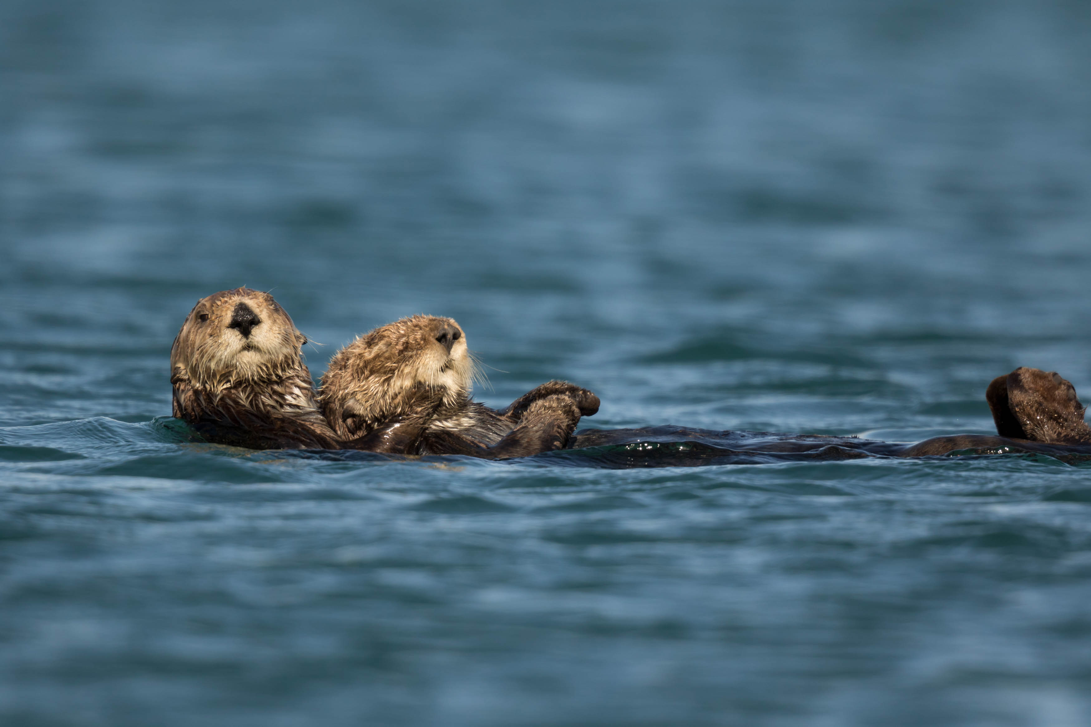 Dobberende zeeotters in de baai ©Iwan Lewylle