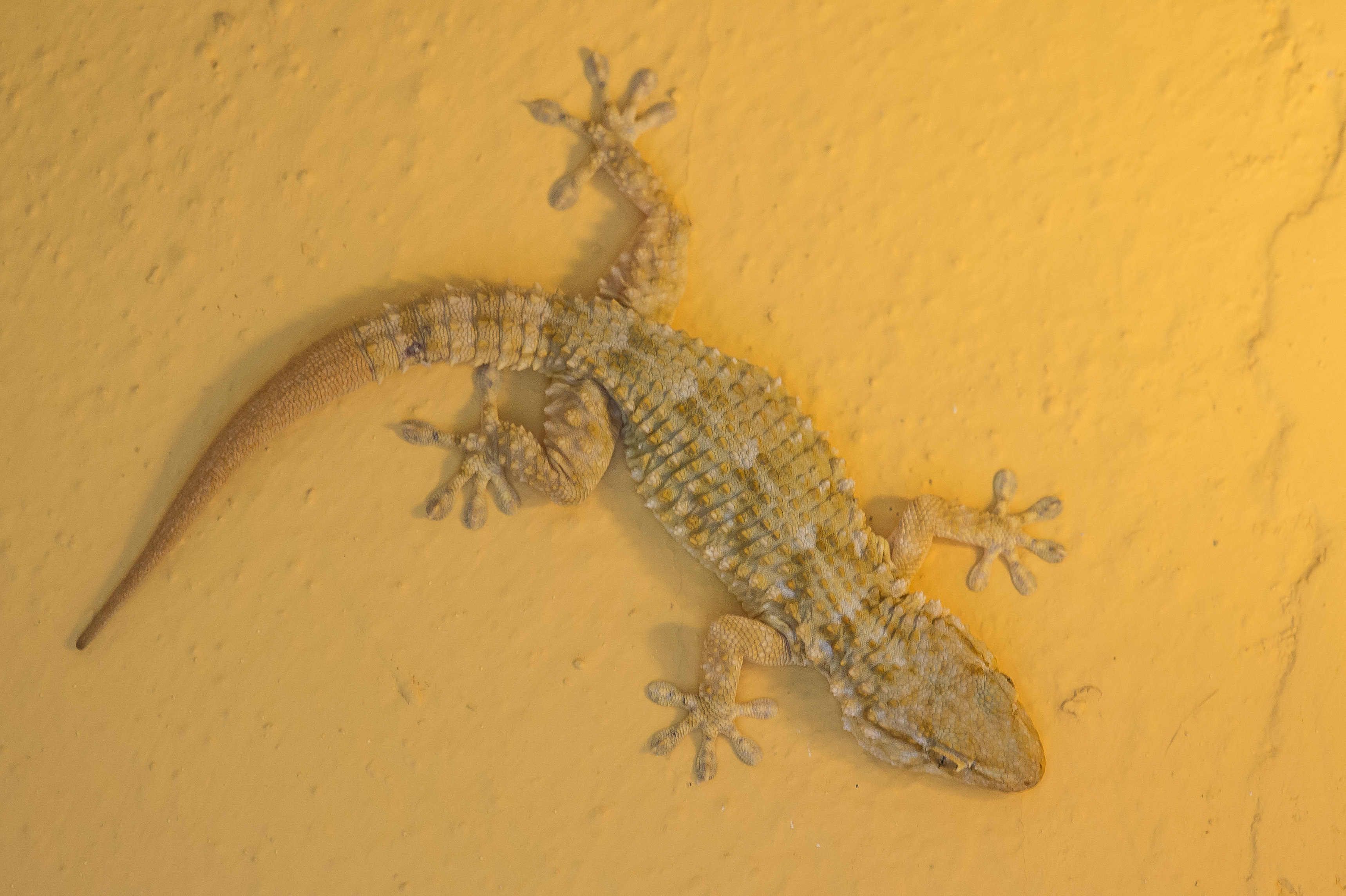L'aisance d'escalade des geckos est surprenante